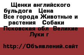 Щенки английского бульдога › Цена ­ 40 000 - Все города Животные и растения » Собаки   . Псковская обл.,Великие Луки г.